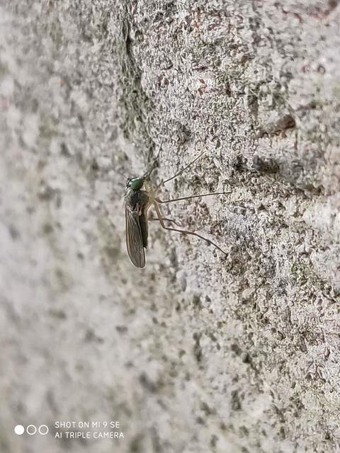 Sciapus