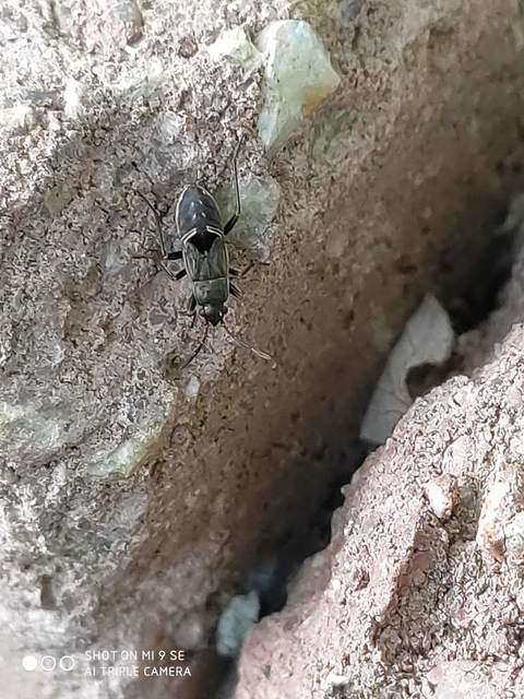 Rhyparochromus