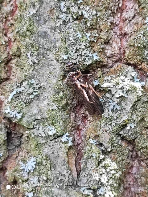 Plecoptera - Álkérészek