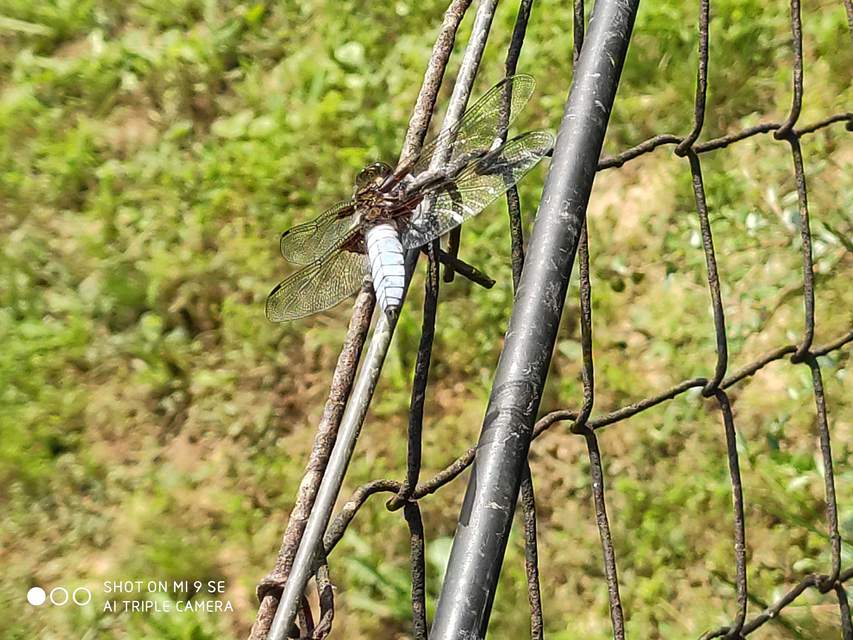 Libellula depressa - széles laposacsa