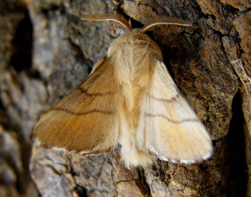 Malacosoma neustria - gyűrűsszövő