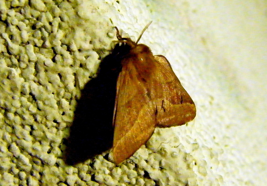 Malacosoma neustria - gyűrűsszövő