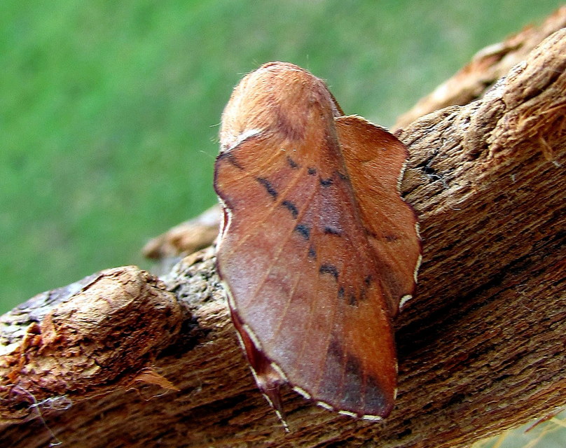Phyllodesma tremulifolia - nyárlevélpohók