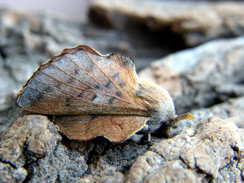 Phyllodesma tremulifolia - nyárlevélpohók