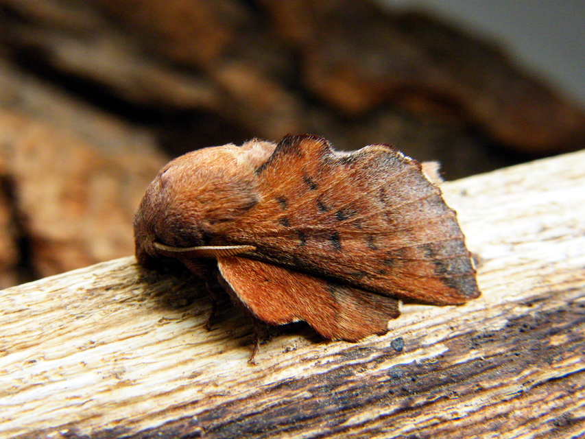Phyllodesma tremulifolia - nyárlevélpohók