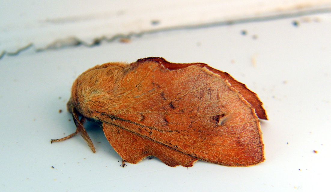 Phyllodesma tremulifolia - nyárlevélpohók