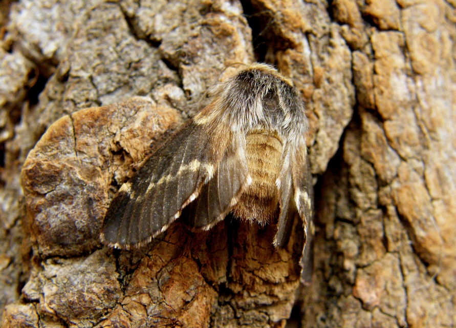Poecilocampa populi - nyárfaszövő