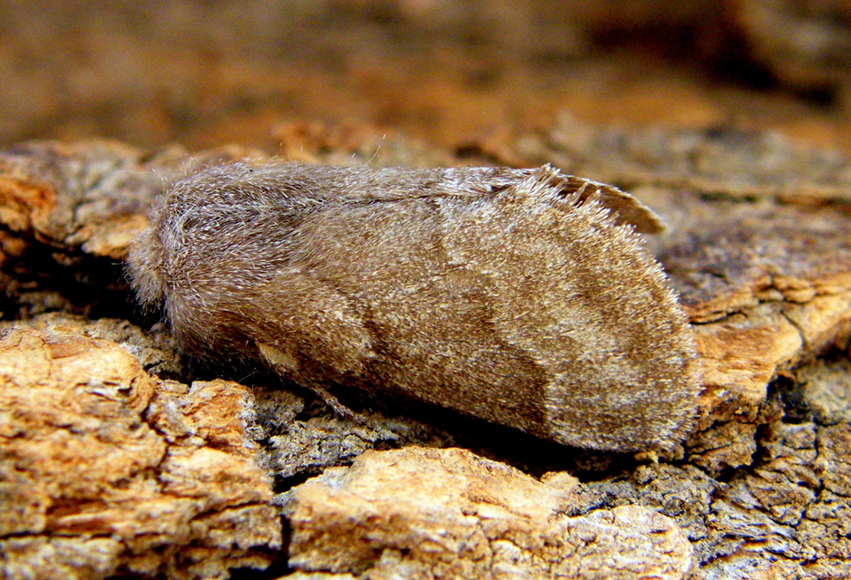 Trichiura crataegi - galagonyaszövő