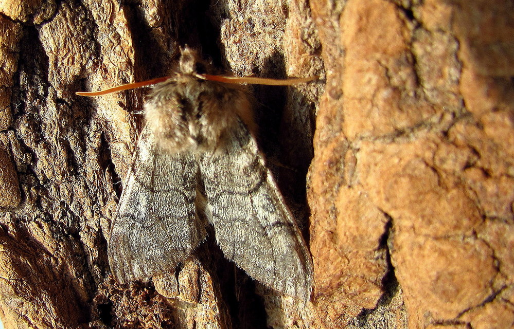 Achlya flavicornis - nyíres pihésszövő