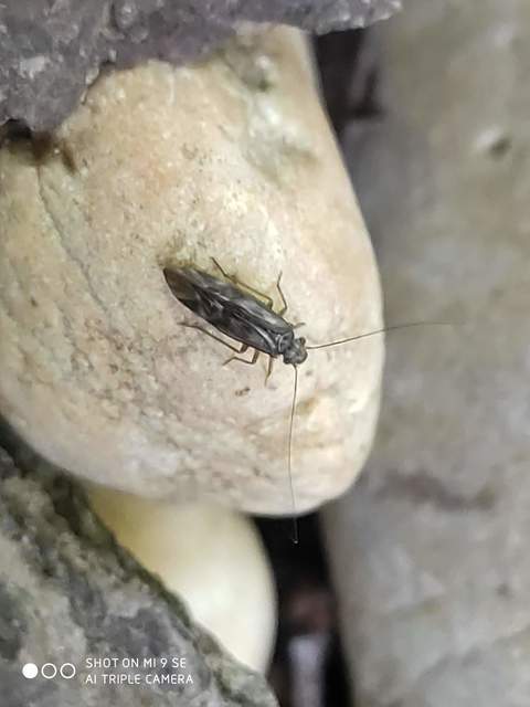 Psocoptera - Fürgetetvek