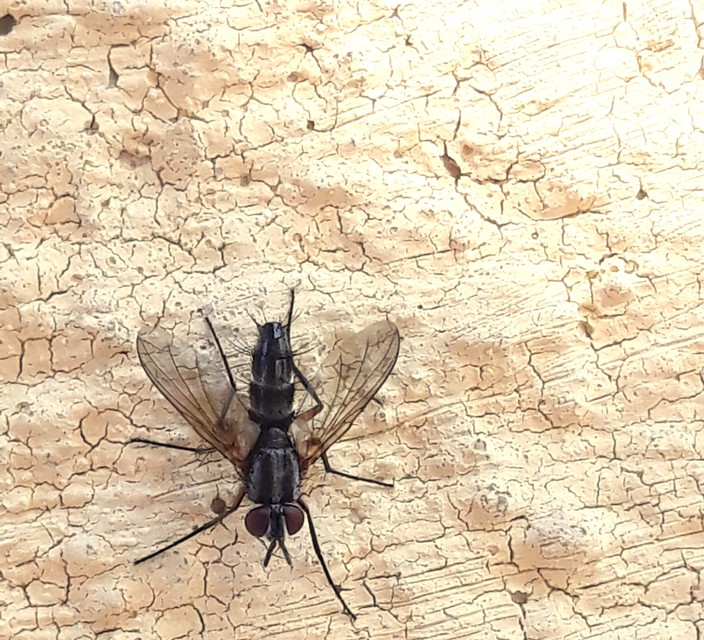 Mintho rufiventris