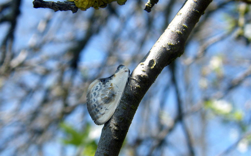 Cilix glaucata - törpe sarlósszövő