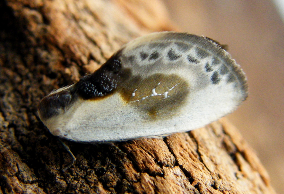 Cilix glaucata - törpe sarlósszövő