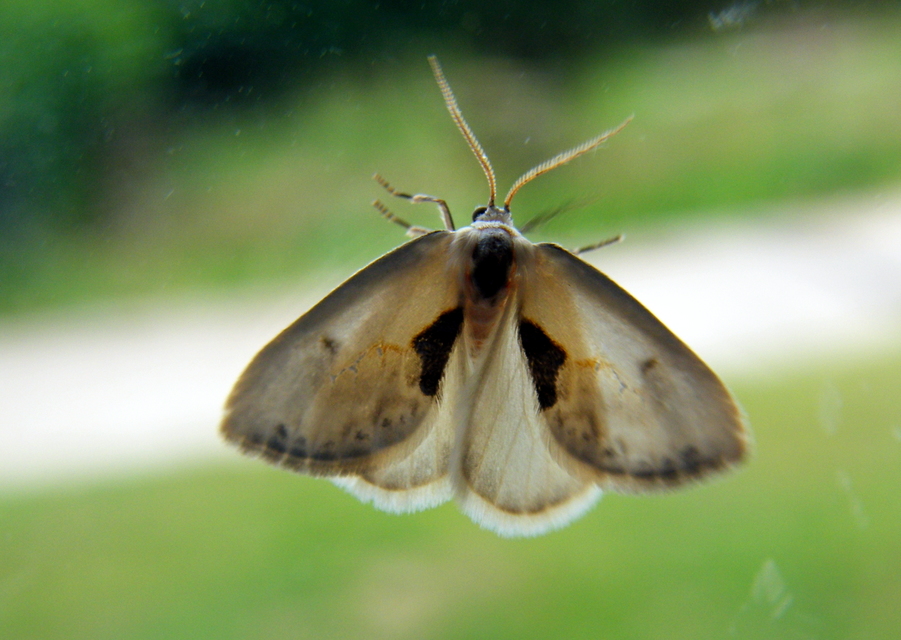 Cilix glaucata - törpe sarlósszövő