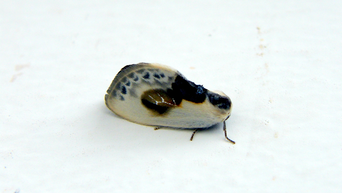 Cilix glaucata - törpe sarlósszövő