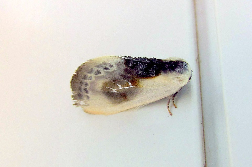 Cilix glaucata - törpe sarlósszövő