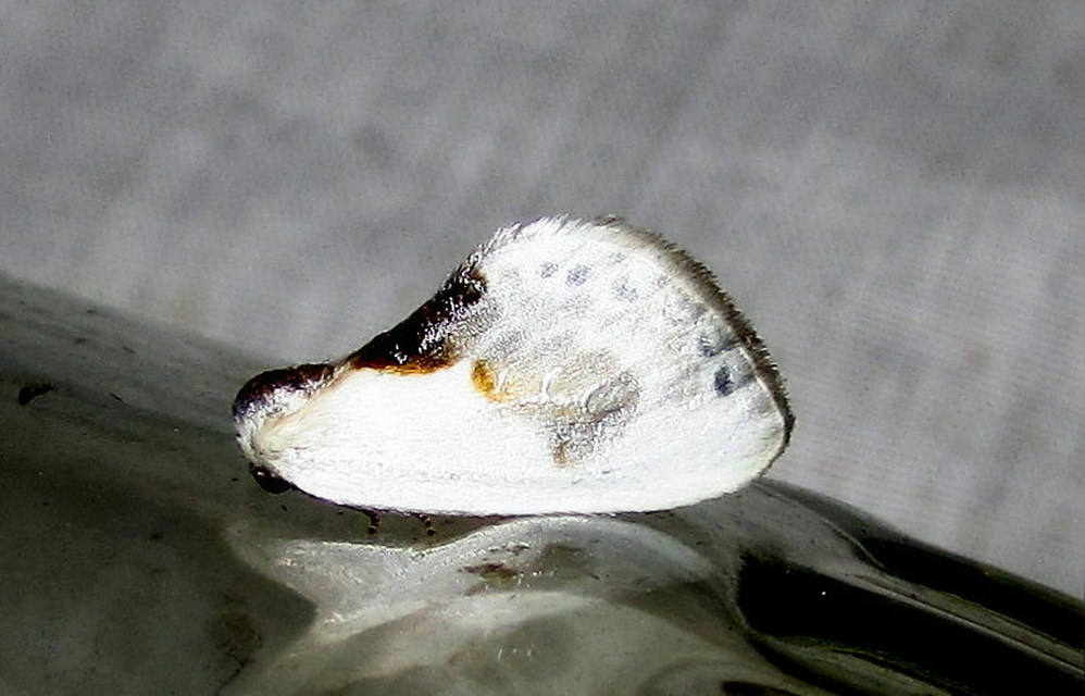 Cilix glaucata - törpe sarlósszövő
