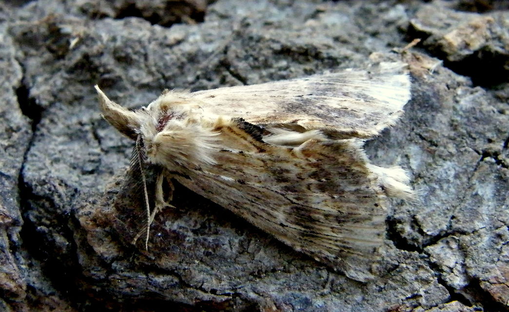 Pterostoma palpina - csőrös púposszövő