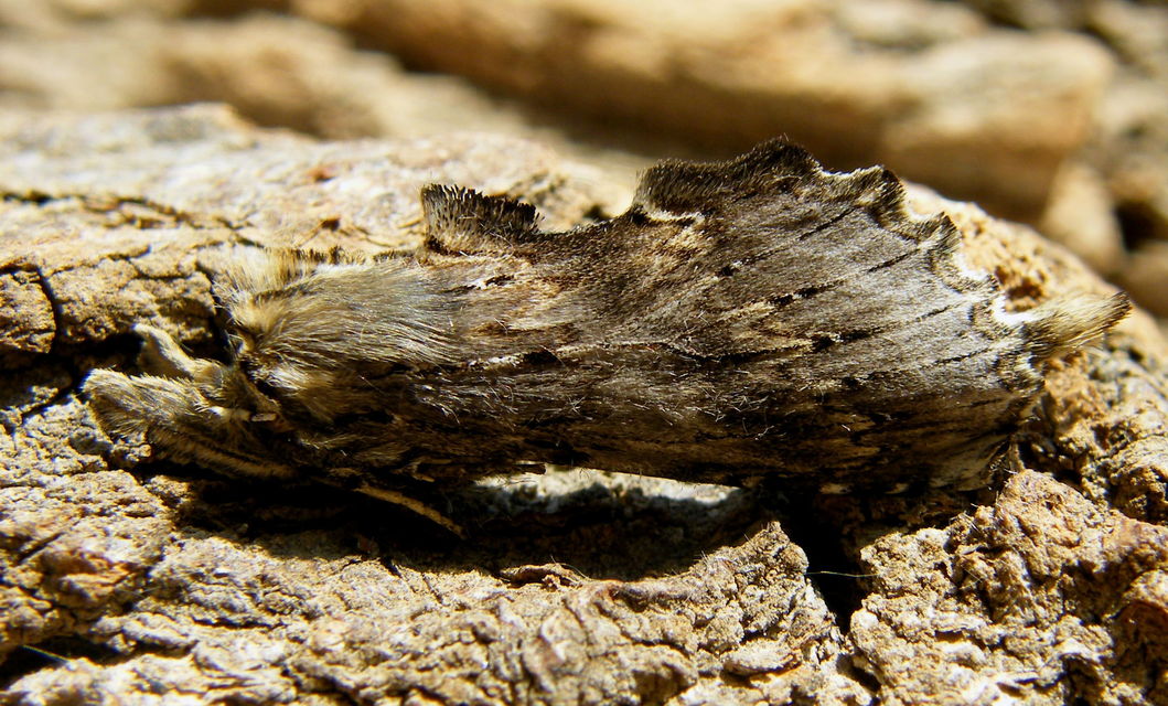 Pterostoma palpina - csőrös púposszövő