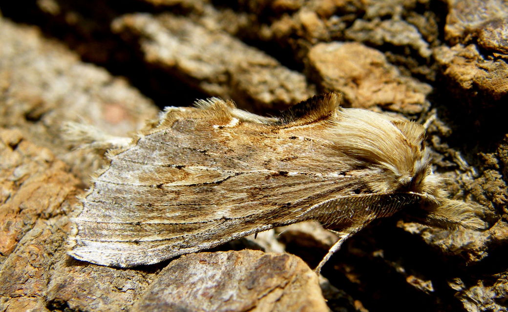 Pterostoma palpina - csőrös púposszövő