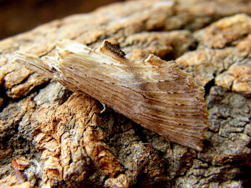 Pterostoma palpina - csőrös púposszövő