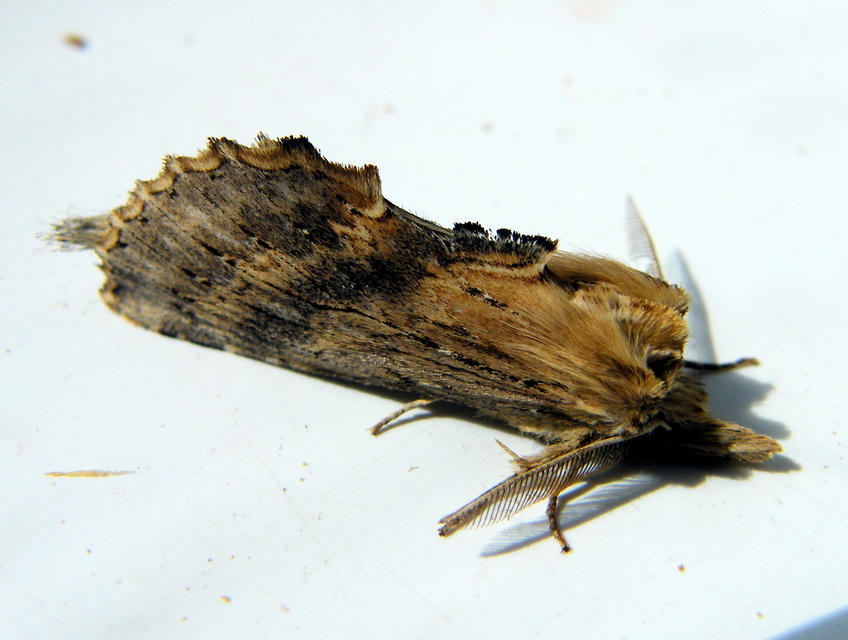 Pterostoma palpina - csőrös púposszövő