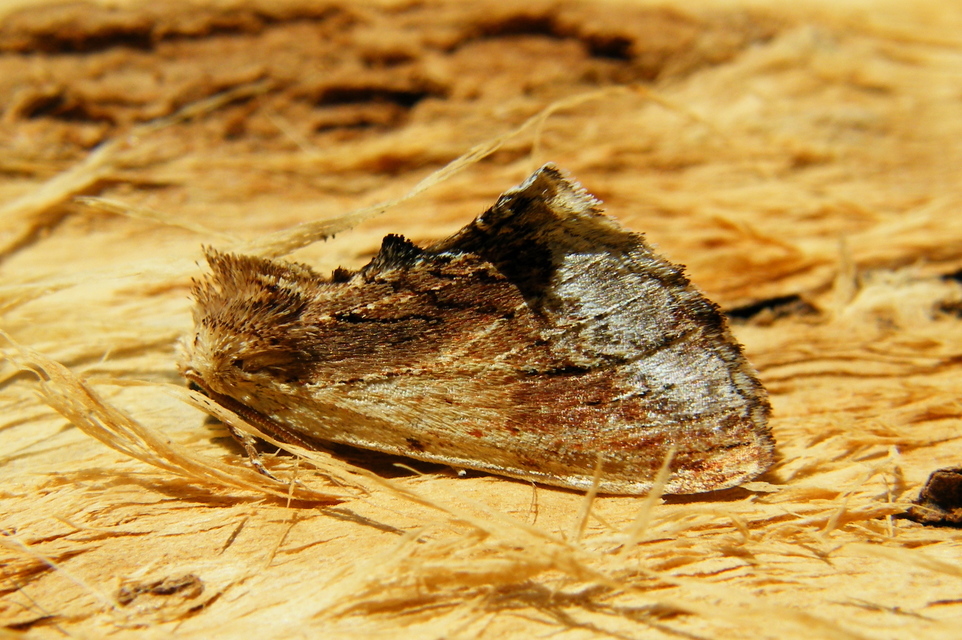 Ptilodon cucullina - csuklyás púposszövő