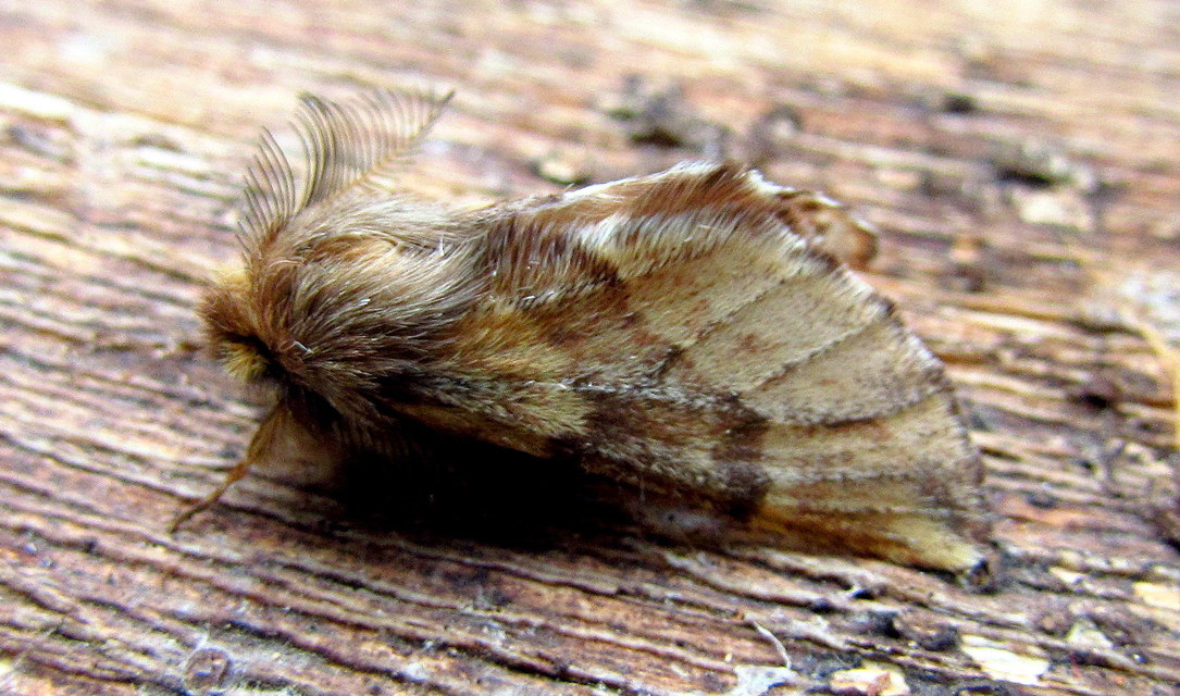 Ptilophora plumigera - tollas púposszövő