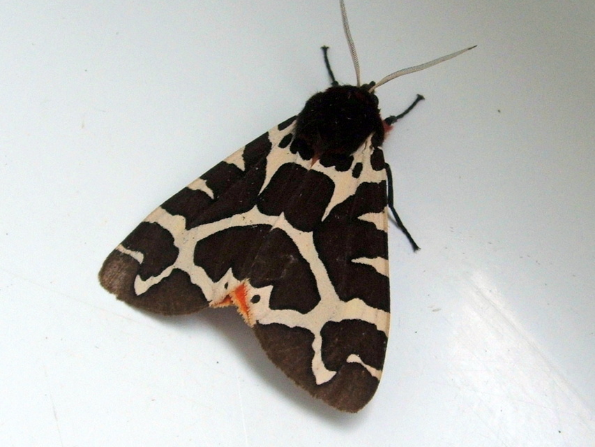 Arctia caja - közönséges medvelepke
