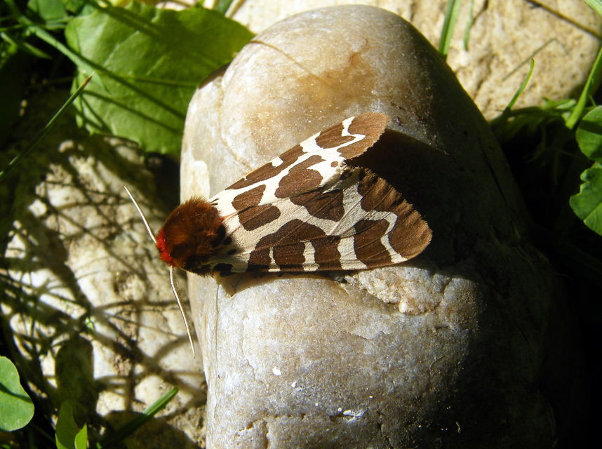 Arctia caja - közönséges medvelepke