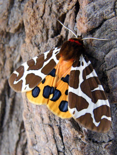 Arctia caja - közönséges medvelepke