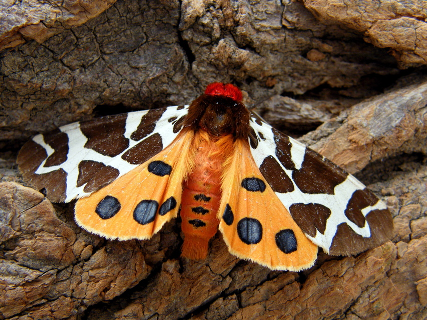 Arctia caja - közönséges medvelepke