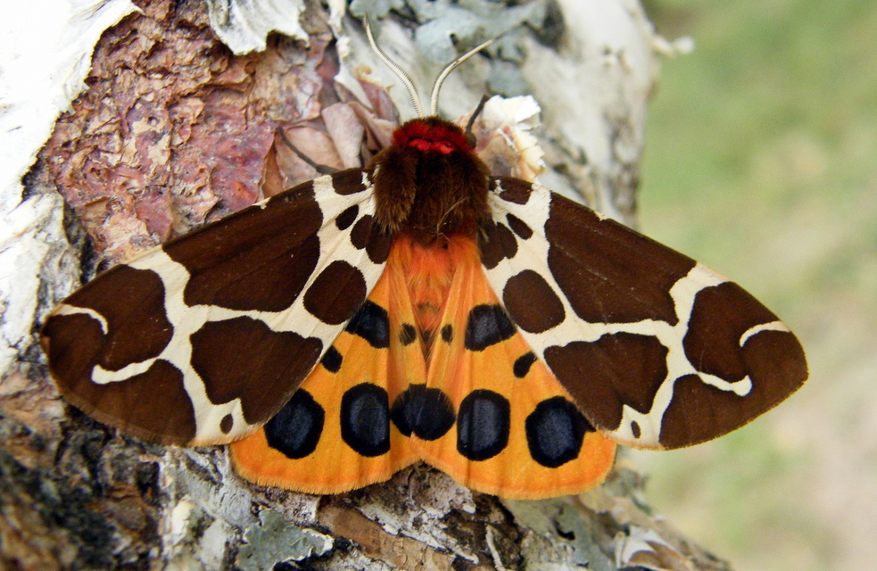 Arctia caja - közönséges medvelepke