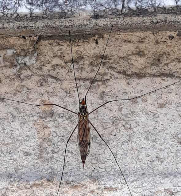 Nephrotoma scalaris