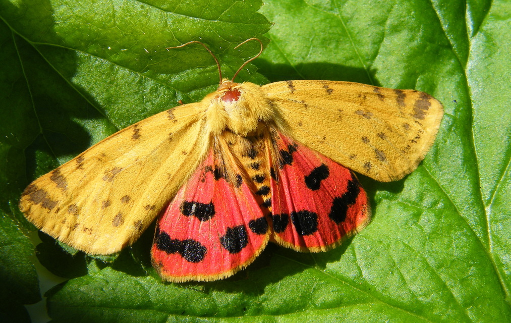 Rhyparia purpurata - bíborszínű medvelepke