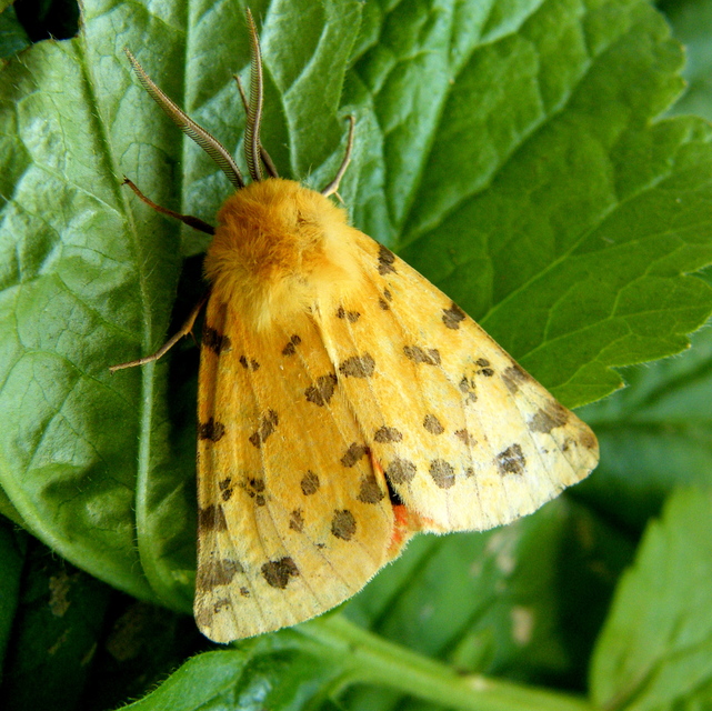 Rhyparia purpurata - bíborszínű medvelepke