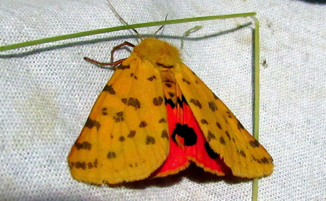 Rhyparia purpurata - bíborszínű medvelepke