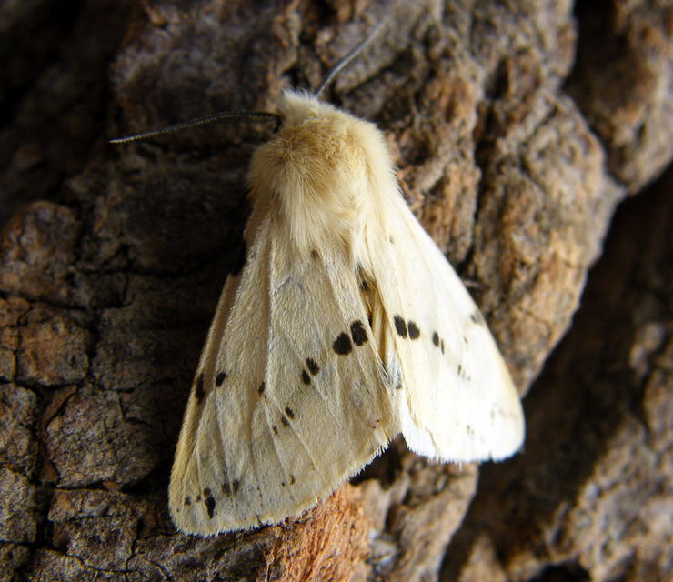 Spilarctia lutea - sárgás medvelepke