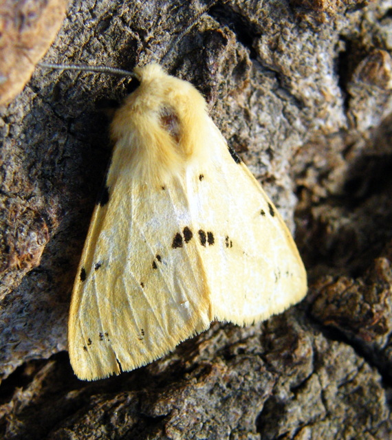 Spilarctia lutea - sárgás medvelepke
