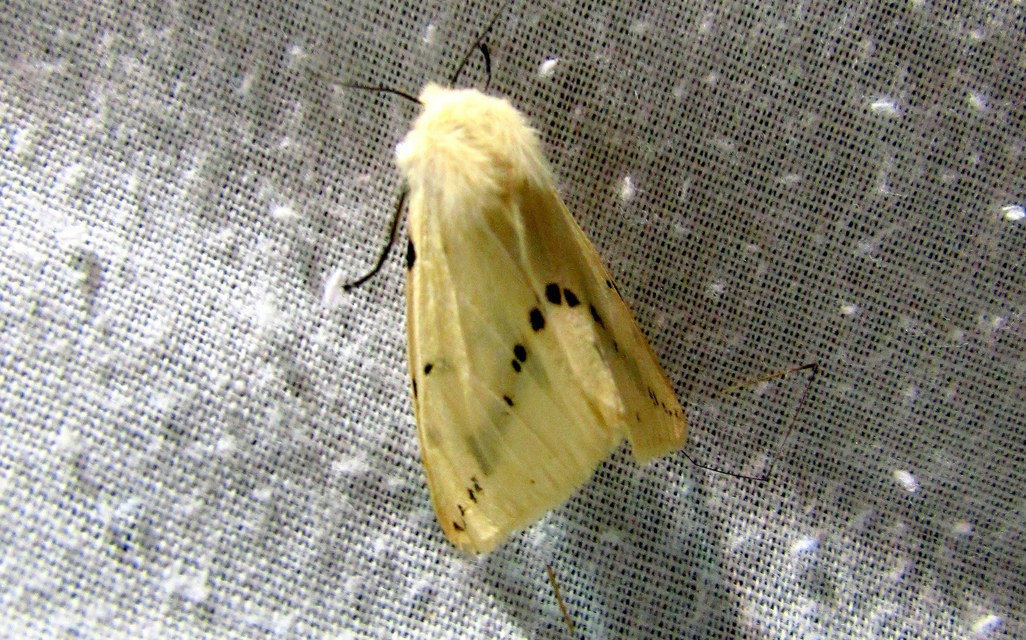 Spilarctia lutea - sárgás medvelepke