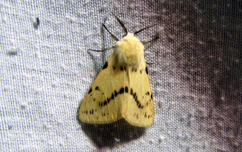 Spilarctia lutea - sárgás medvelepke