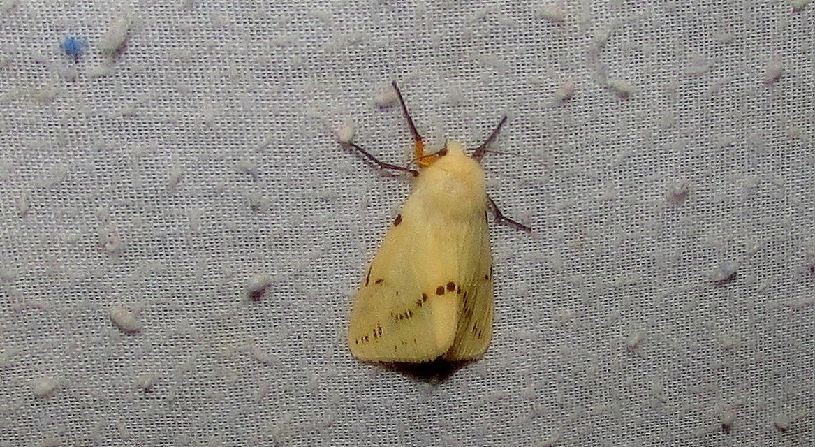 Spilarctia lutea - sárgás medvelepke