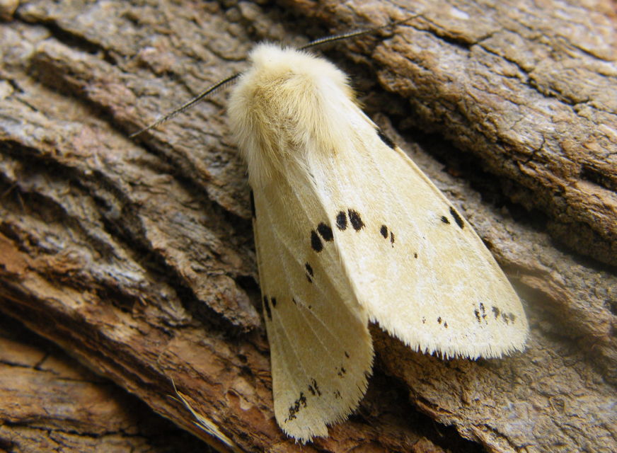 Spilarctia lutea - sárgás medvelepke