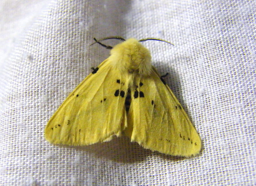 Spilarctia lutea - sárgás medvelepke