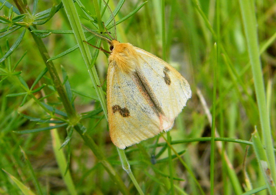 Diacrisia sannio - vörösszélű medvelepke