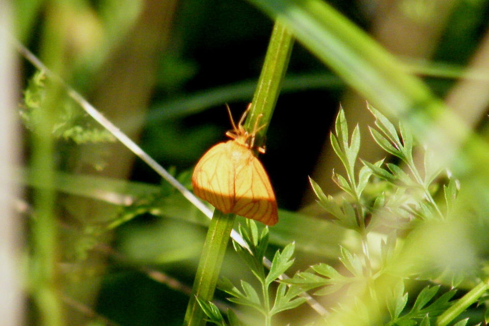 Diacrisia sannio - vörösszélű medvelepke