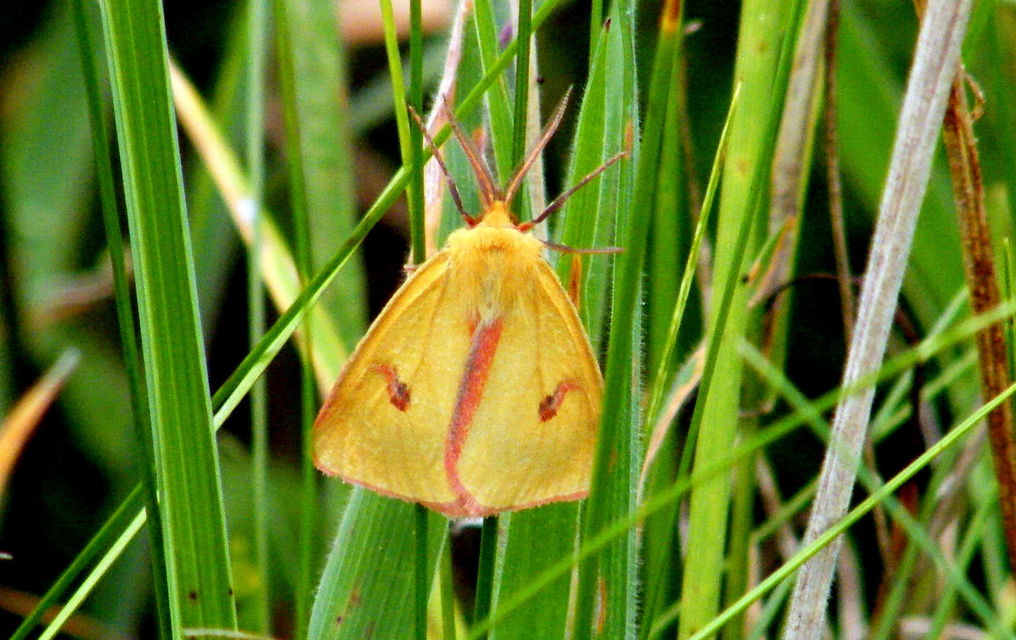 Diacrisia sannio - vörösszélű medvelepke