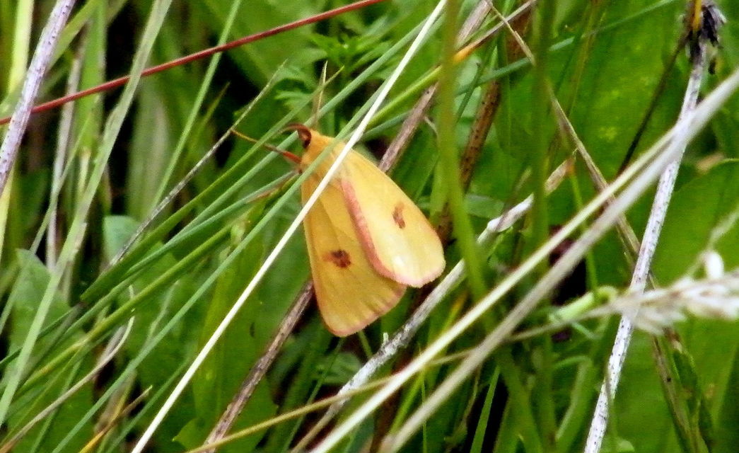 Diacrisia sannio - vörösszélű medvelepke