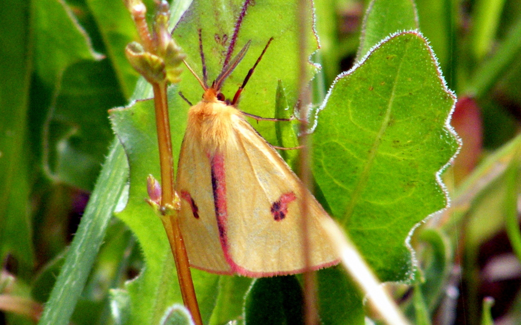 Diacrisia sannio - vörösszélű medvelepke