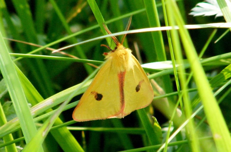 Diacrisia sannio - vörösszélű medvelepke
